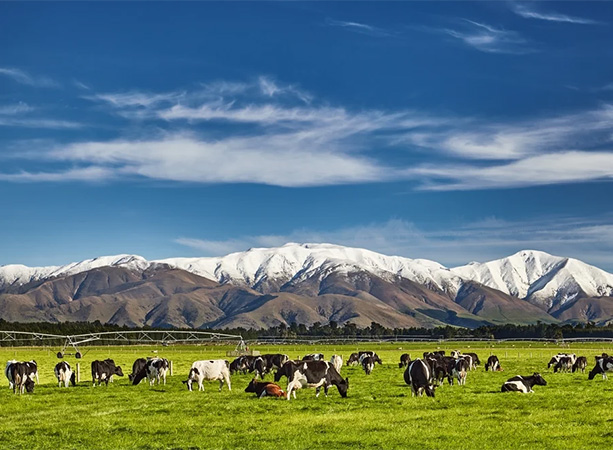 Sustainable NZ Sourcing